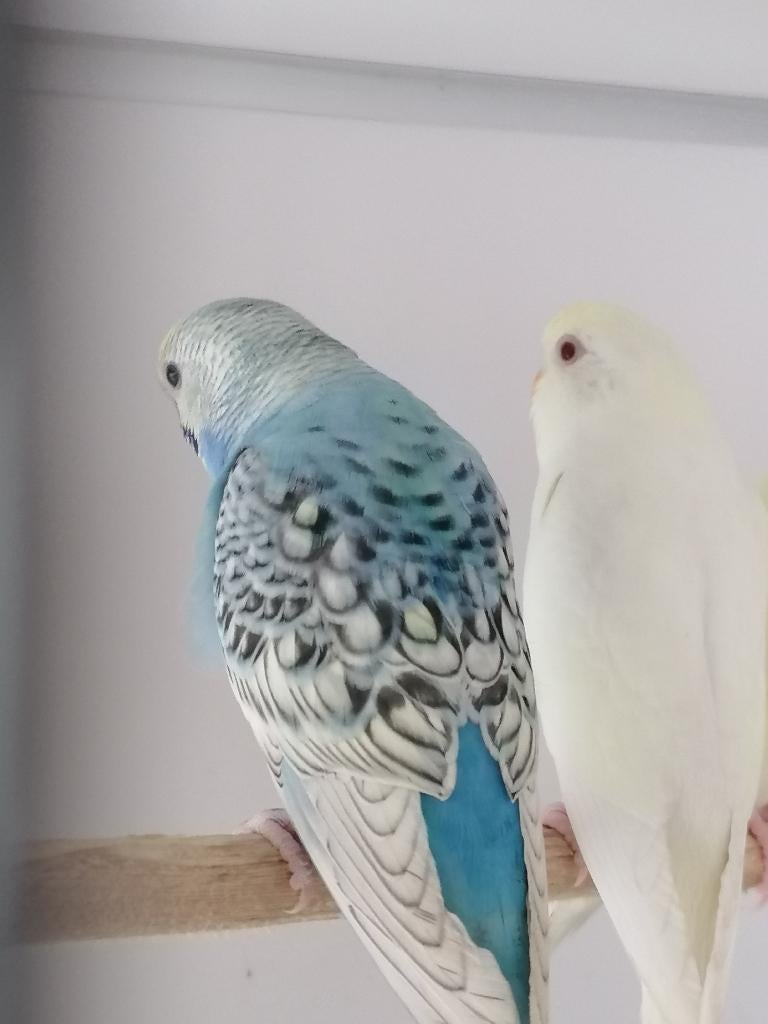 Grasparkieten, Dieren en Toebehoren, Vogels | Parkieten en Papegaaien, Vrouwelijk, Parkiet