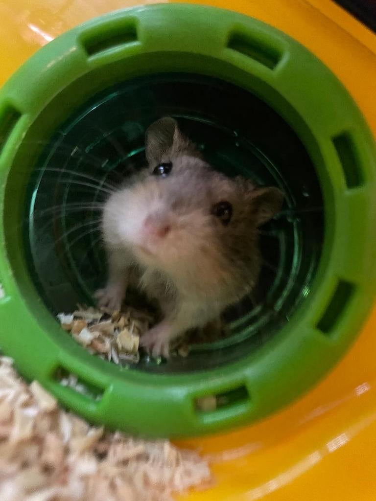 1 maand oude hamsters gratis af te halen., Dieren en Toebehoren, Knaagdieren, Maart