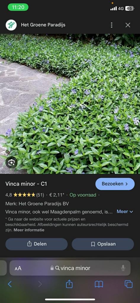 Bodembedekker vinca minor circa 200 plantjes, Ophalen, Lente