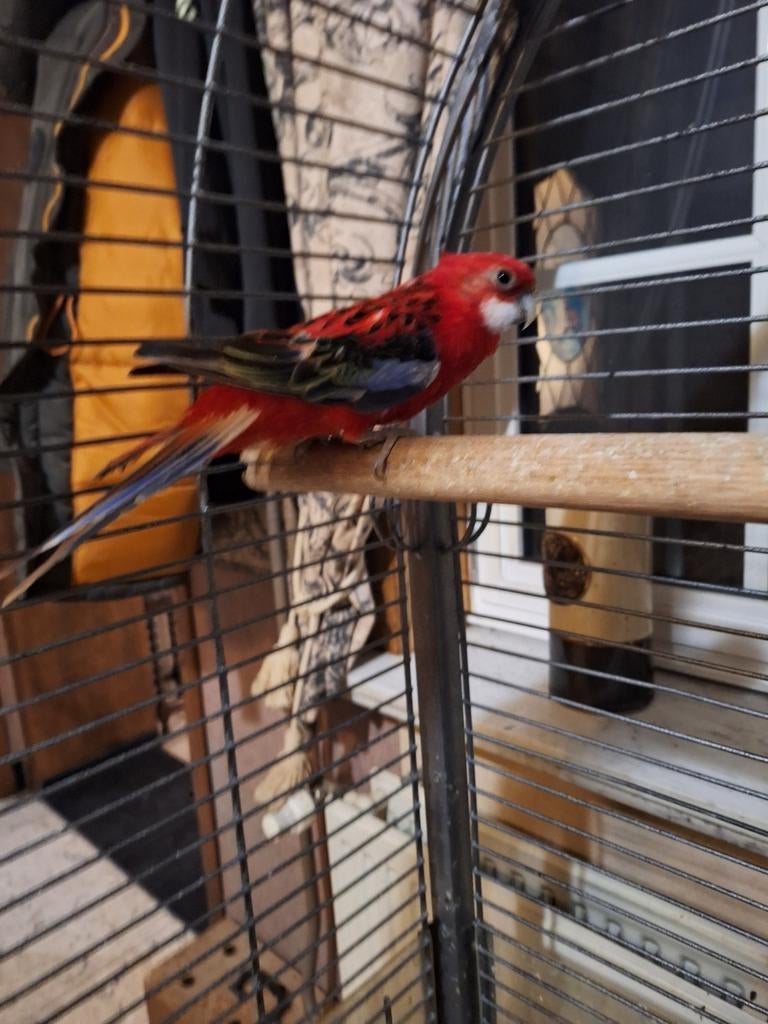 Koppel rozellas 2025, Dieren en Toebehoren, Vogels | Parkieten en Papegaaien