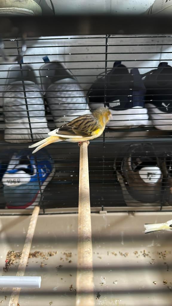 Man kanarie, fluit zeer goed, Dieren en Toebehoren, Vogels | Kanaries, Mannelijk, Zangkanarie