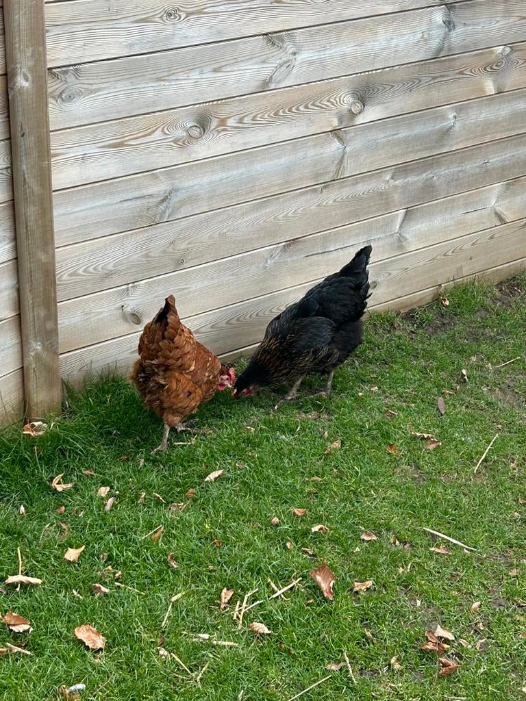 Poules pondeuses à vendre séparément ou ensembles, Animaux & Accessoires