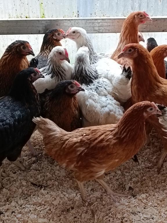 poles pondeses age 4 mois prix fos 0499/082381, Animaux & Accessoires, Femelle, Poule ou poulet