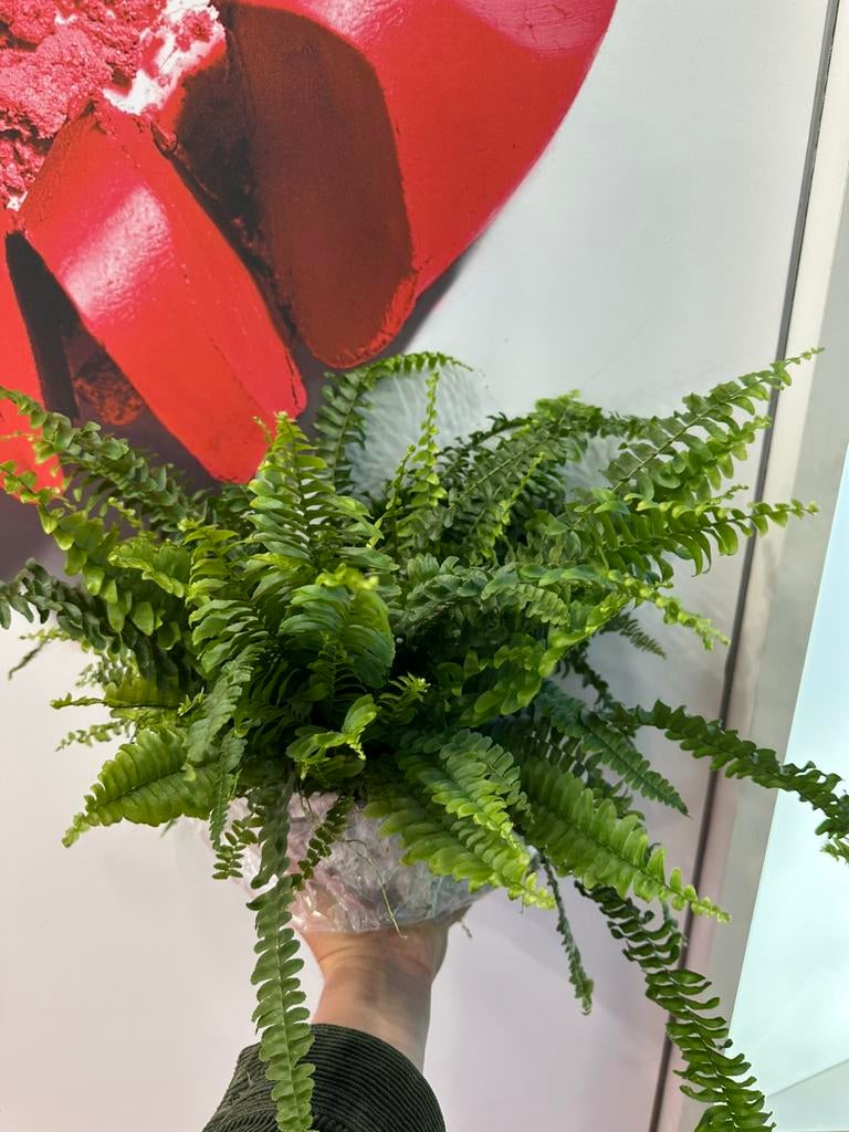 18 grote verse varens - kamerplanten, Ophalen, Halfschaduw, In pot, Minder dan 100 cm