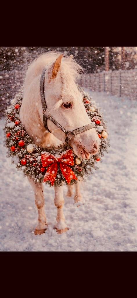 Dekhengst ter dekking, Animaux & Accessoires, Chevaux & Poneys | Étalons & Juments poulinières