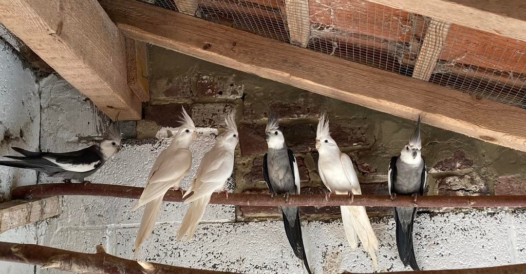 Calopsittes, Animaux & Accessoires