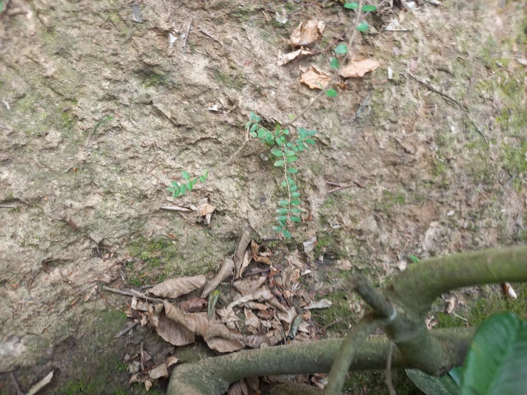 Gratis Lonicera nitida, Ophalen, Vaste plant, Overige soorten