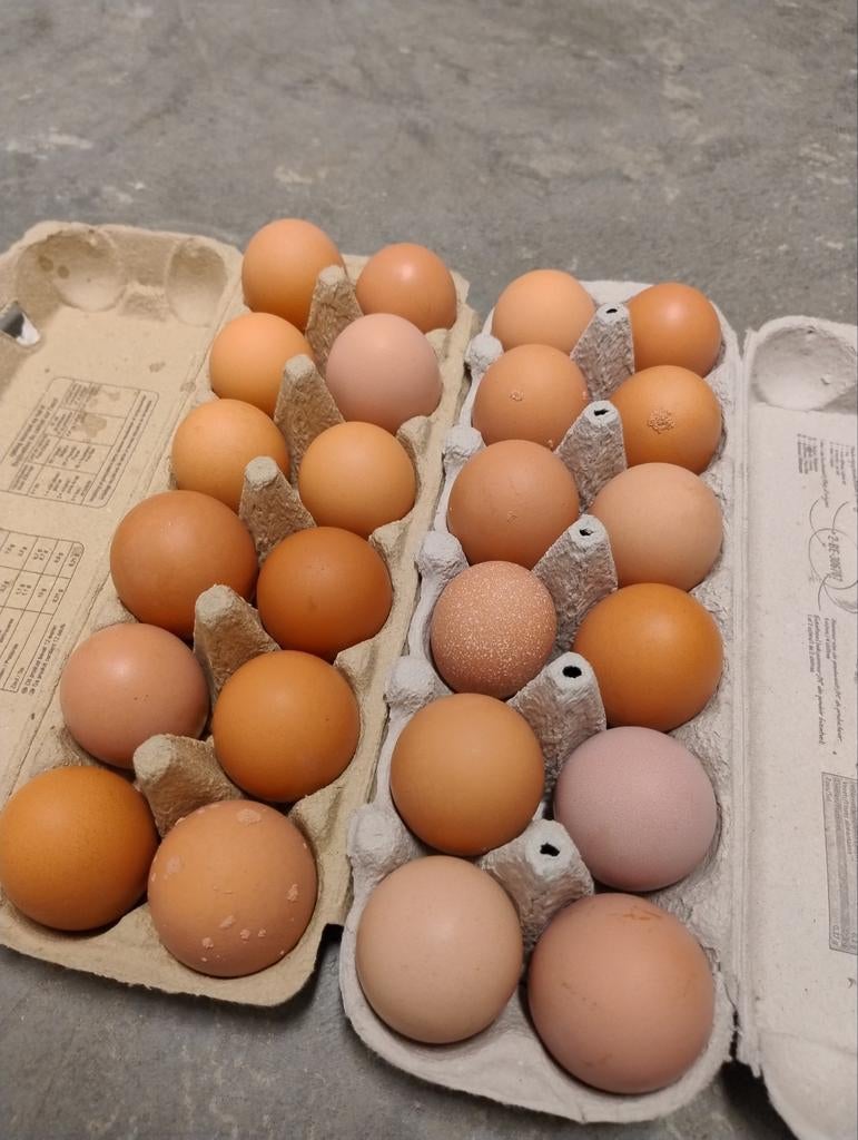 Eieren van kippen met vrije uitloop, Divers, Produits alimentaires, Enlèvement