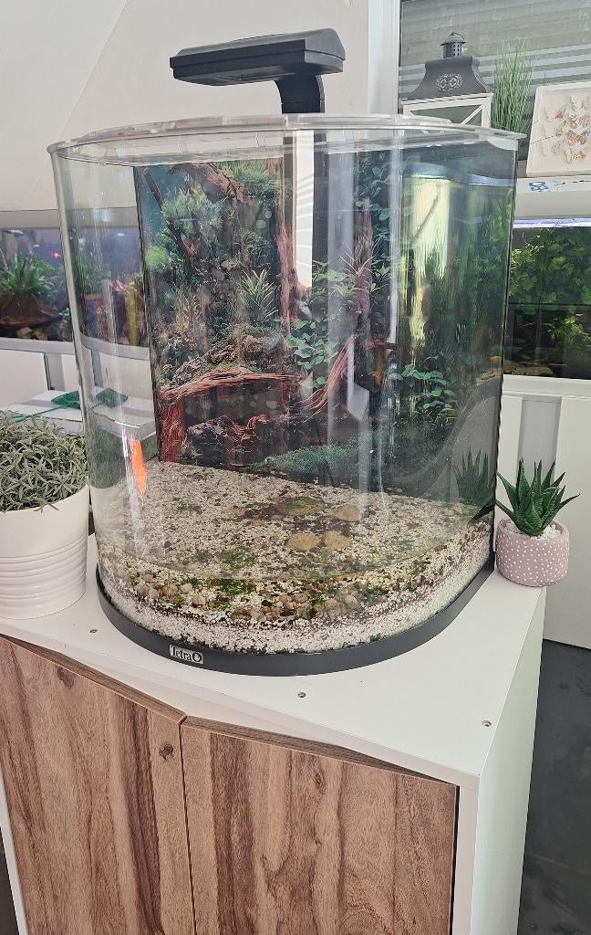 Zeer mooie halfmoon tetra aquarium  60l, Dieren en Toebehoren, Vissen | Aquaria en Toebehoren, Ophalen, Tetra