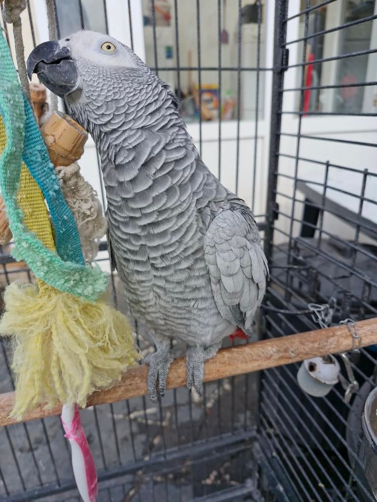 Cage + accessoires et autres