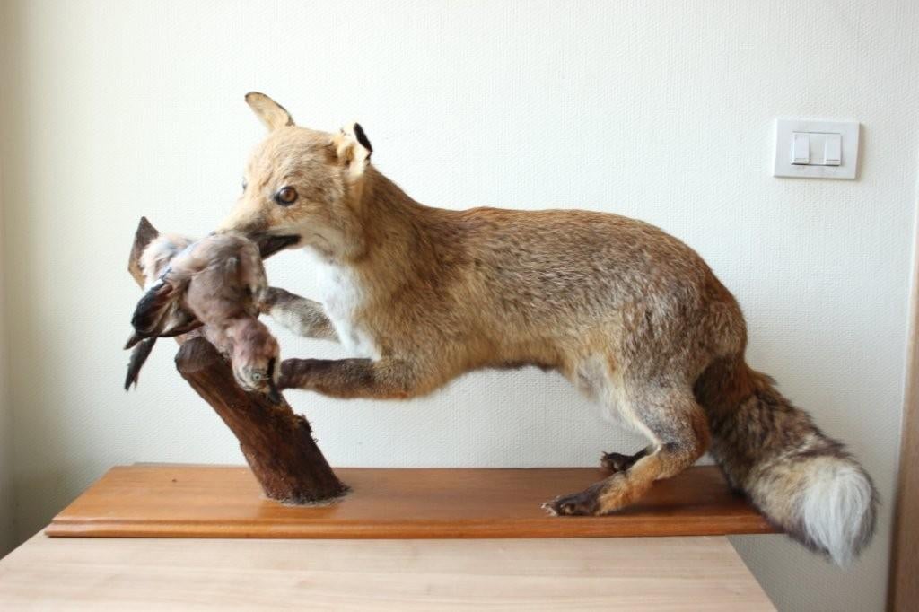 Taxidermie opgezette vos, Verzamelen, Ophalen, Gebruikt, Wild dier, Opgezet dier