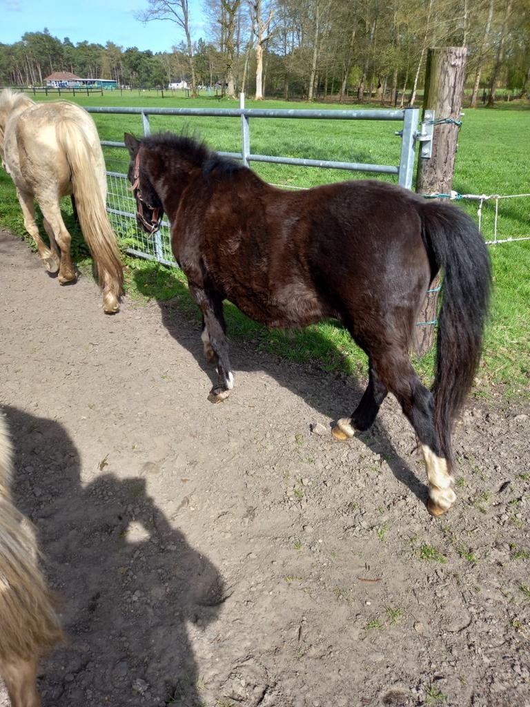 Welsh A merrietje, Animaux & Accessoires