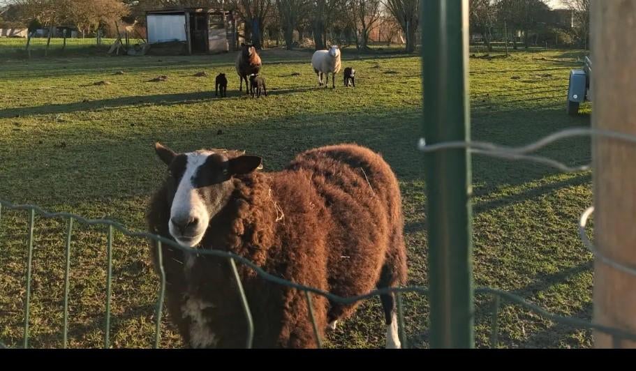 2 jarige bok te koop, Dieren en Toebehoren