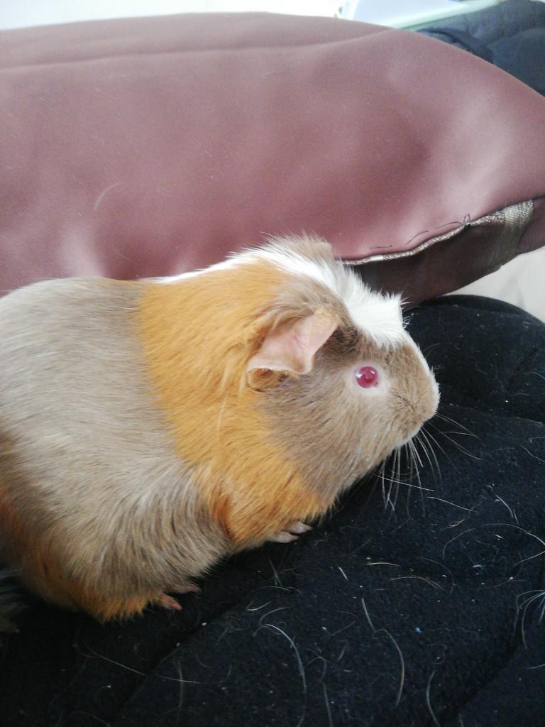 Cochon d'Inde mâle, Mars, Mâle, Cobaye