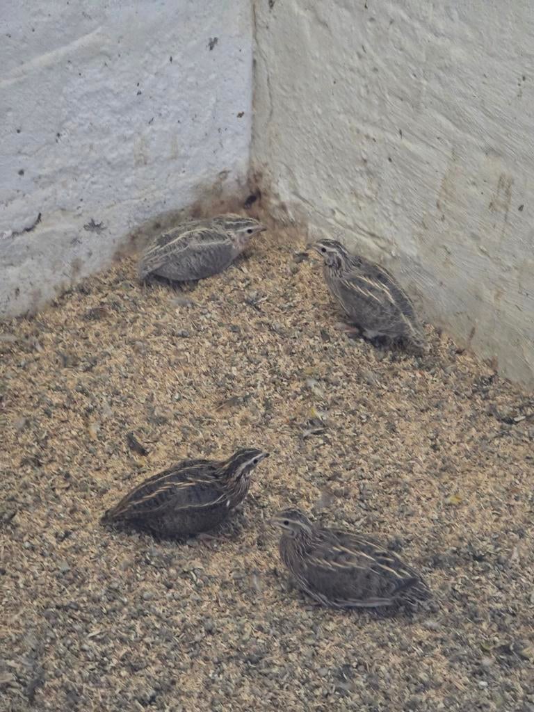 Une paire de cailles à vendre, Animaux & Accessoires