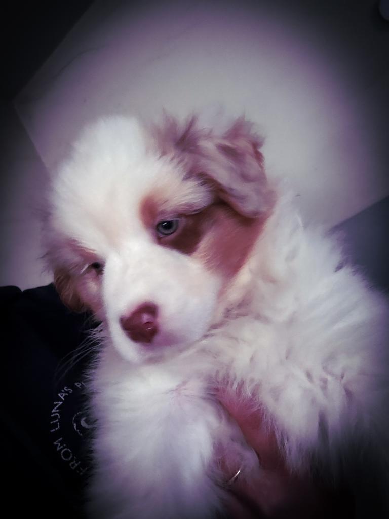 Australishe herder  pups, Hépatite contagieuse (maladie de Rubarth), Plusieurs, Belgique, Berger