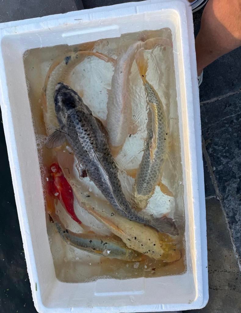 Gratis koi’s wegens stopzetting hobby