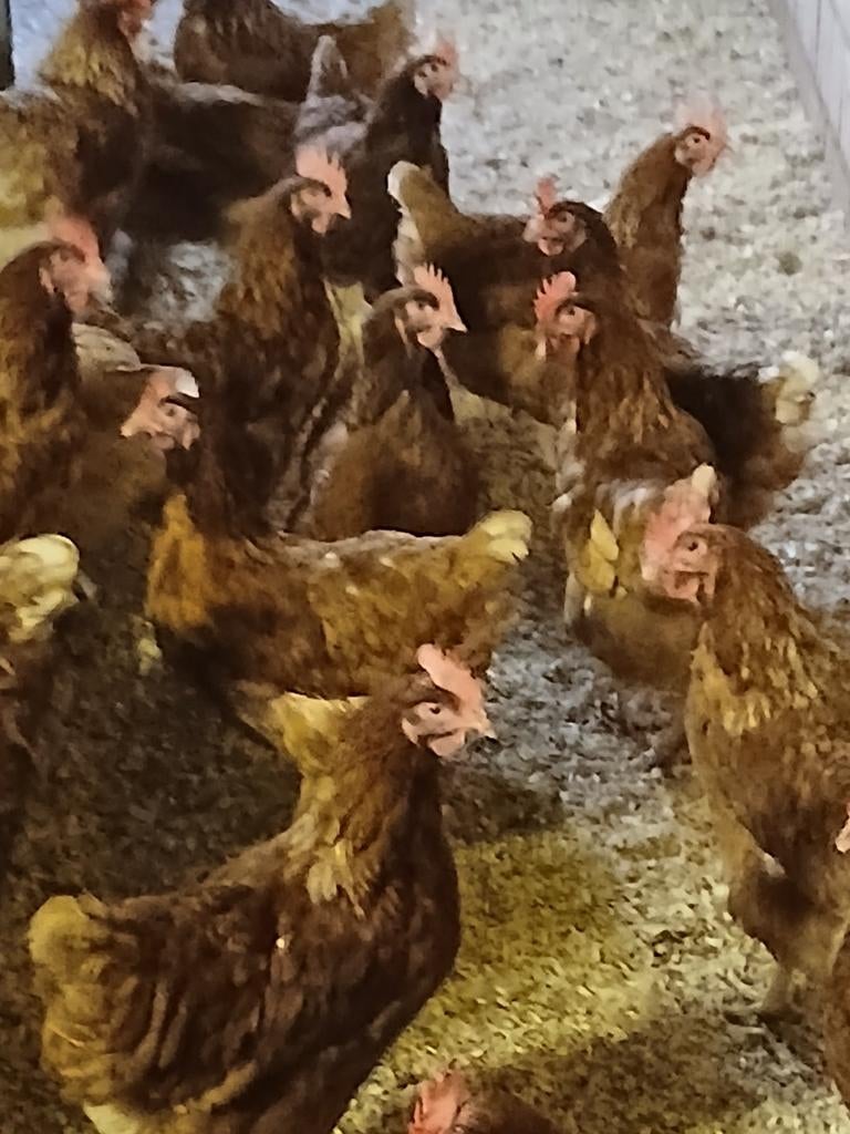 kippen uit mobiele kippenkar. 2e leven