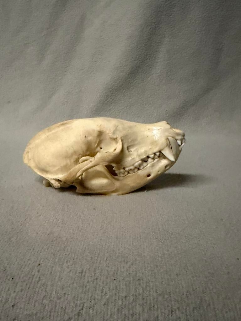 Schedel rode neusbeer, Ophalen of Verzenden, Zo goed als nieuw, Schedel
