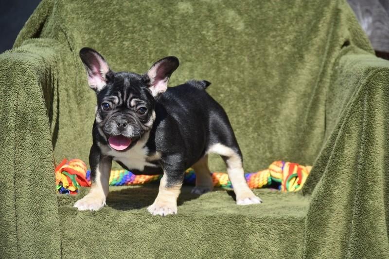 Prachtig tricolor Franse bulldog pup, Parvo, België, 8 tot 15 weken, Teef