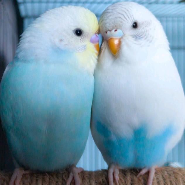 Couple de jeunes perruches ondulées, Animaux & Accessoires, Oiseaux | Canaris, Mâle