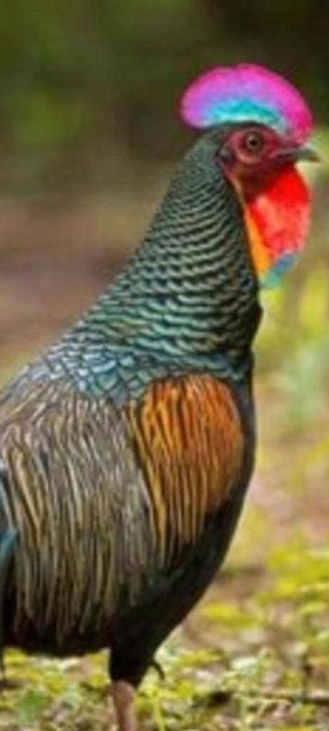 Gratis Dieren opvang, Dieren en Toebehoren, Pluimvee, Kalkoen