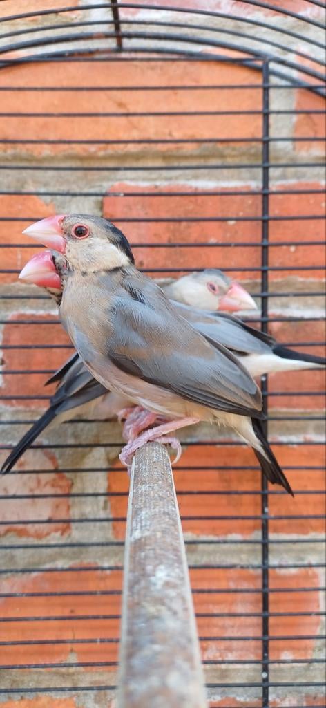 Rijstvogels/padda's, Animaux & Accessoires