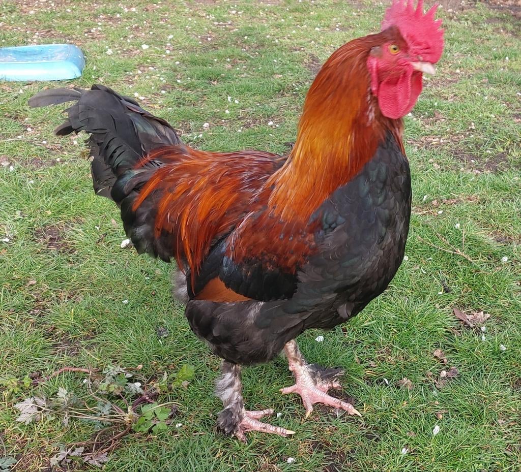 Jonge Maran haan, Dieren en Toebehoren, Pluimvee