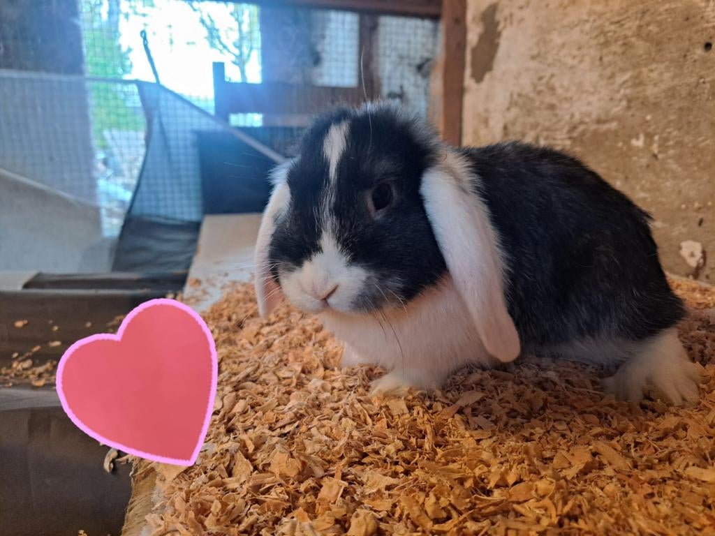 Nederlands dweghangoor, Dieren en Toebehoren, Konijnen, Meerdere dieren, Klein, Hangoor, 0 tot 2 jaar