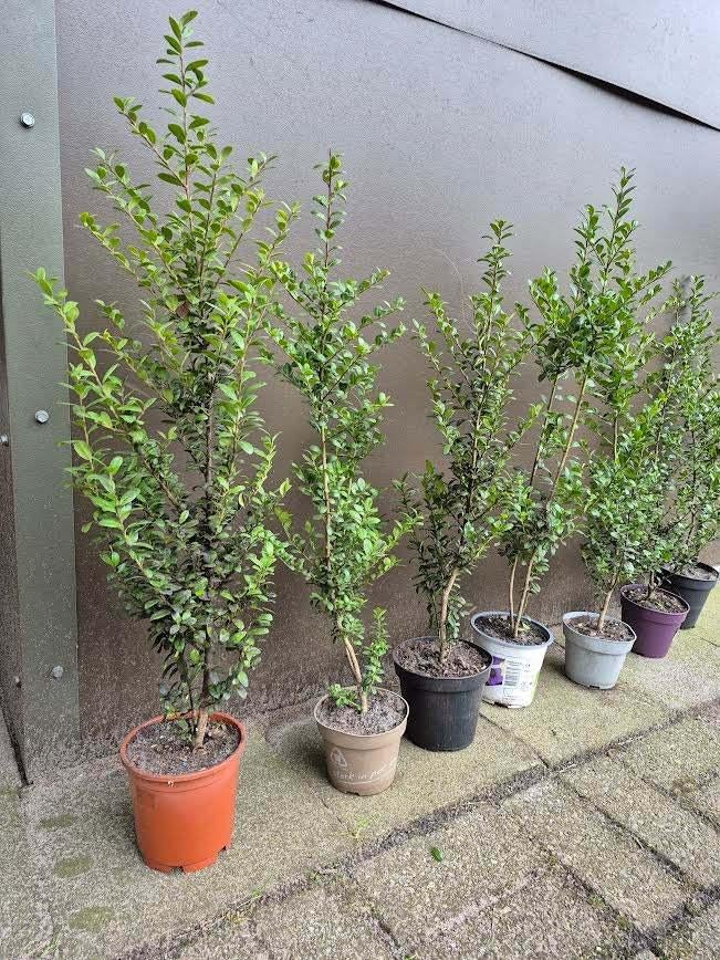 Ilex Crenata - Japanse Hulst in 2l potten: 10€, Tuin en Terras, Ophalen, Overige soorten, Haag, Minder dan 100 cm