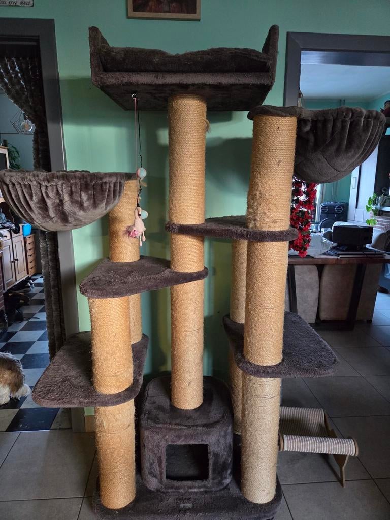 Grote krappaal, Dieren en Toebehoren, Ophalen