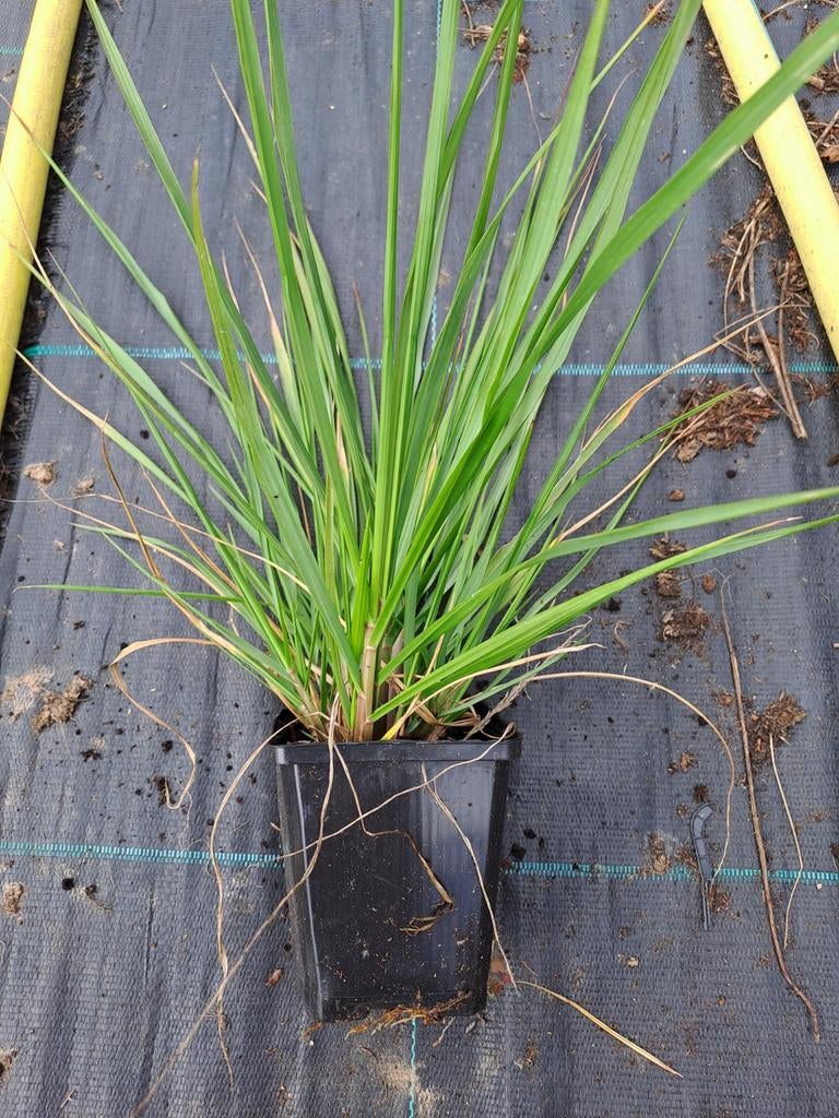 Sesleria autumnalis, Ophalen