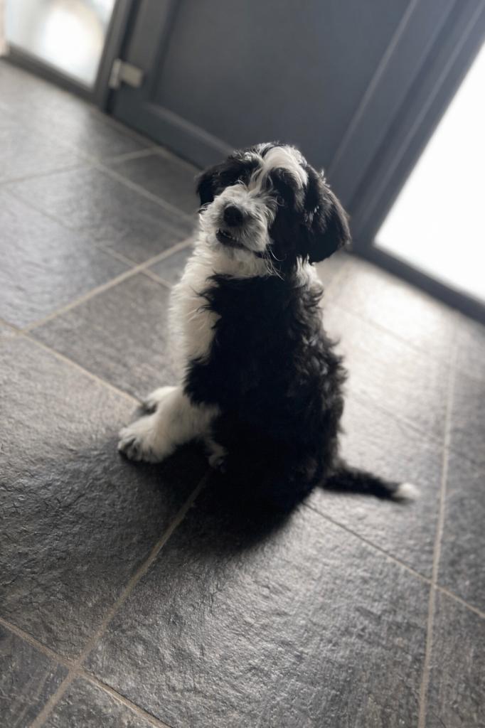 Knappe Aussiedoodle pups (Australische herder x poedel), Parvo, België, 8 tot 15 weken, Meerdere