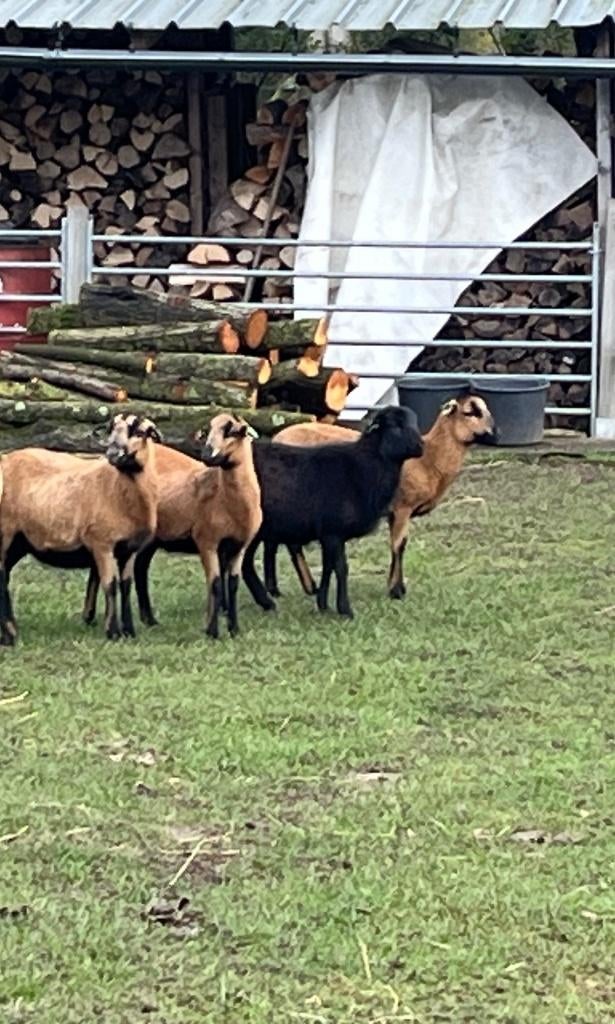 drachtige jonge Kameroenschapen of jonge ooien + lammetje(s)