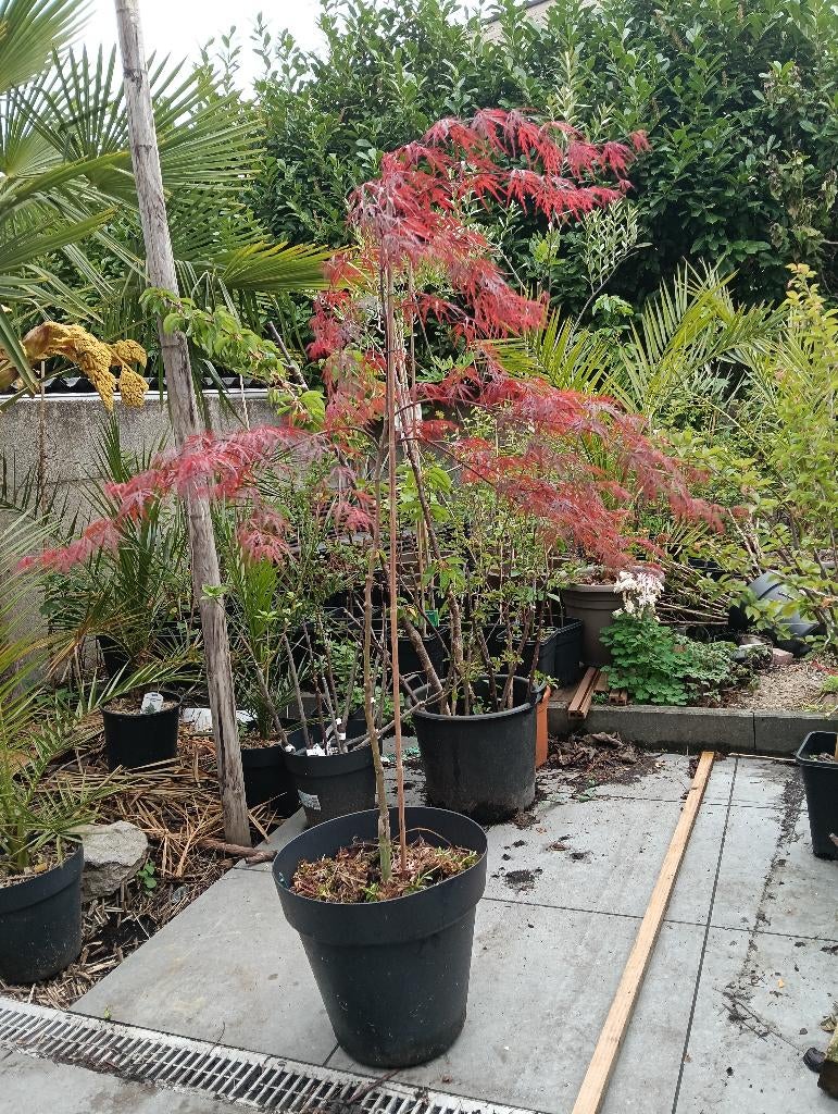 Japanse esdoorn garnet dissectum, Halfschaduw, Overige soorten, 100 tot 250 cm, Ophalen