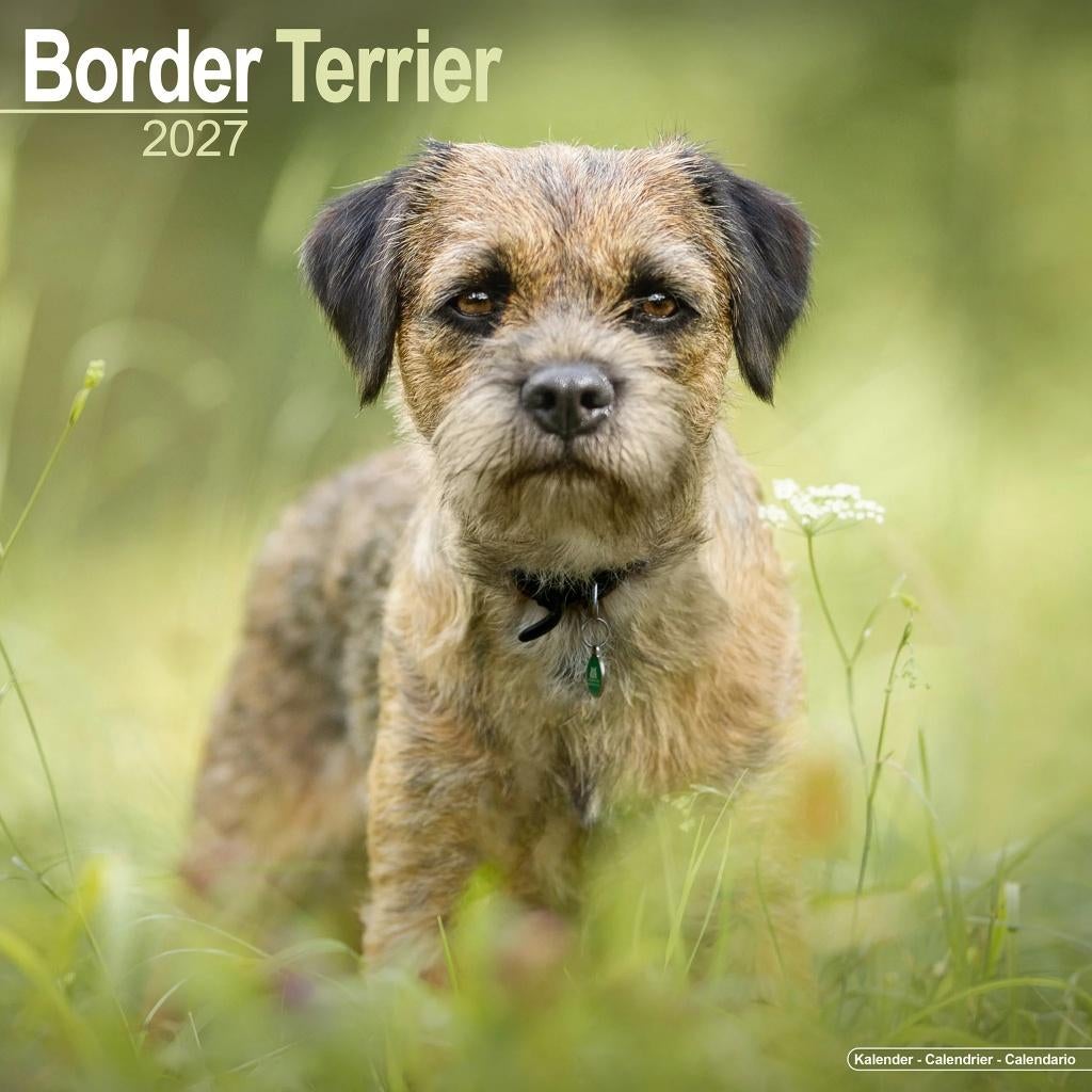 Border Terrier kalender 2027 vooraf bestellen, Diversen, Kalenders, Verzenden, Jaarkalender, Nieuw