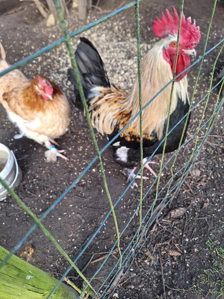 Broedeieren van marans zilver tarwe