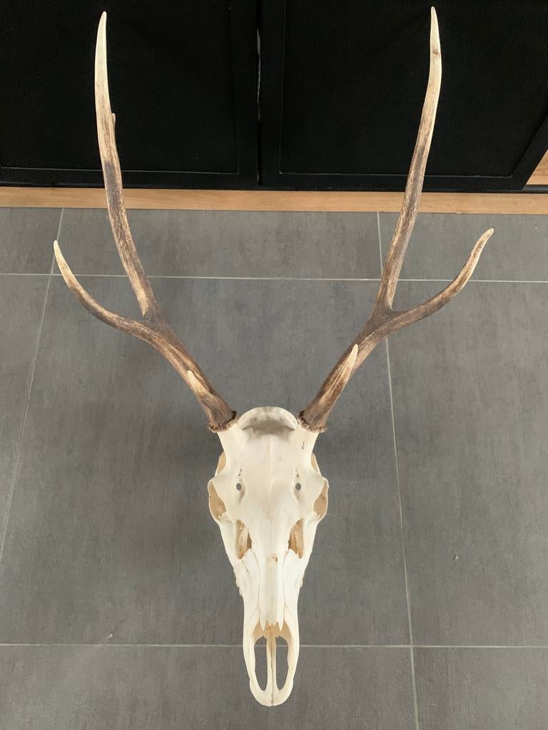 Crâne de Cerf, Collections, Collections Animaux, Enlèvement, Comme neuf, Cerf, Crâne