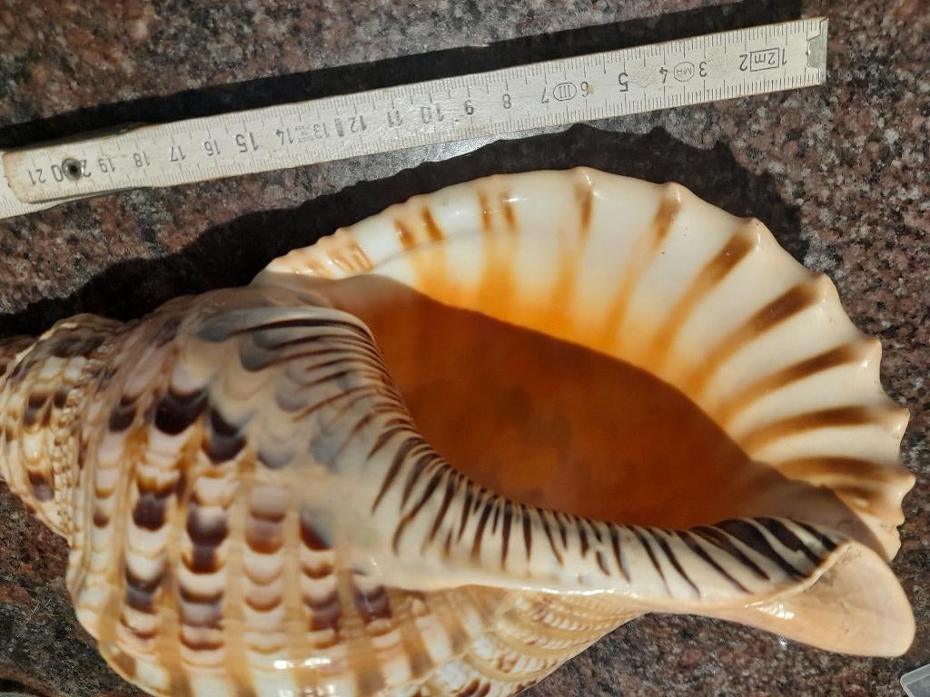 Coquillage, Ophalen, Schelp(en)