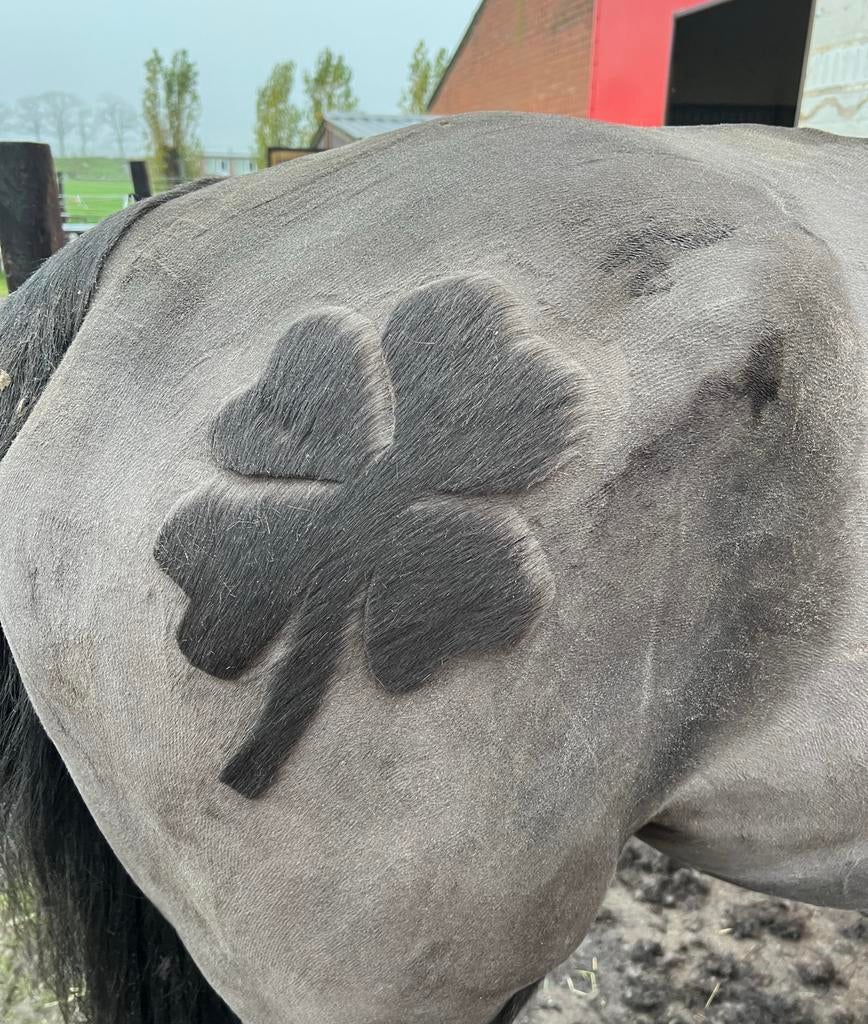 Paarden scheren regio Antwerpen (Noord), Weidegang