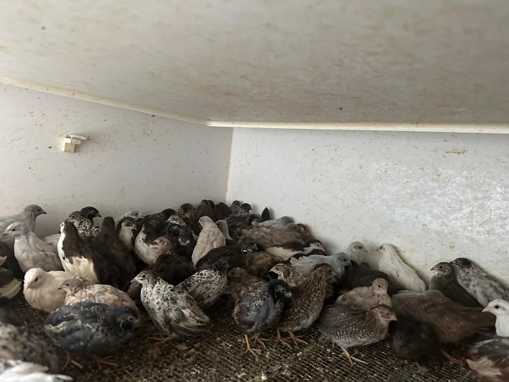 Chinese dwergkwartels, Dieren en Toebehoren