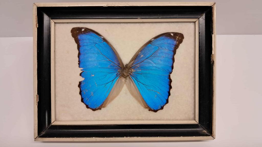 Morpho bleu naturalisé – envergure 14 cm, Ophalen, Gebruikt, Insect, Opgezet dier