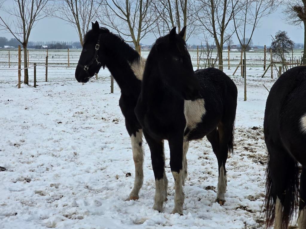 Barockpinto, Dieren en Toebehoren