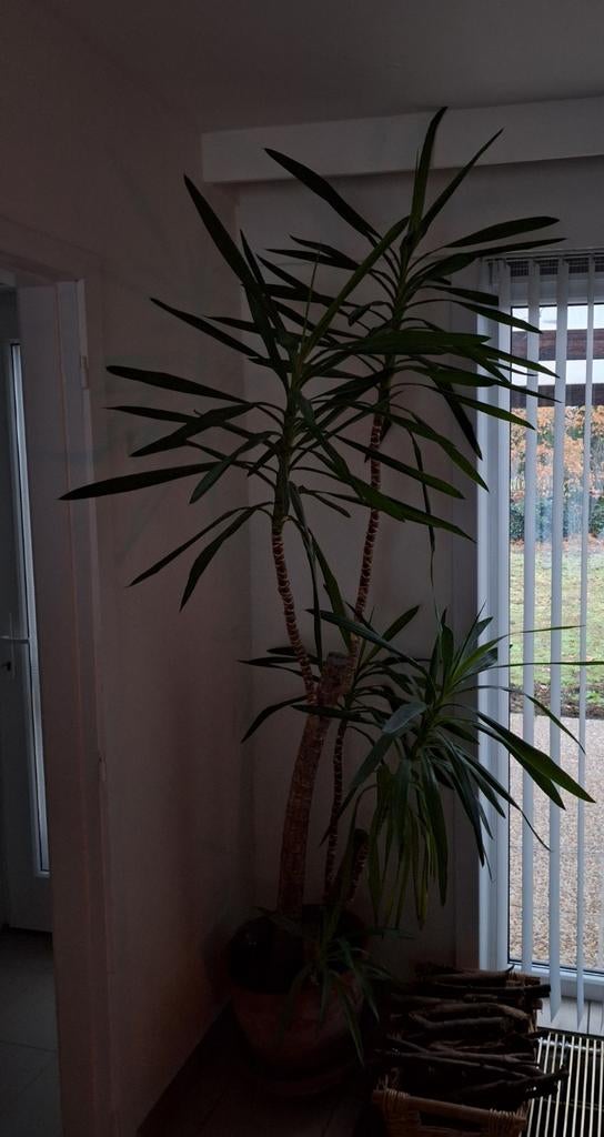 yucca met pot, Maison & Meubles, Plantes d'intérieur, Enlèvement, Yucca