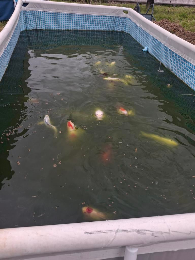 Kois te koop, Dieren en Toebehoren, Vissen | Vijvervissen