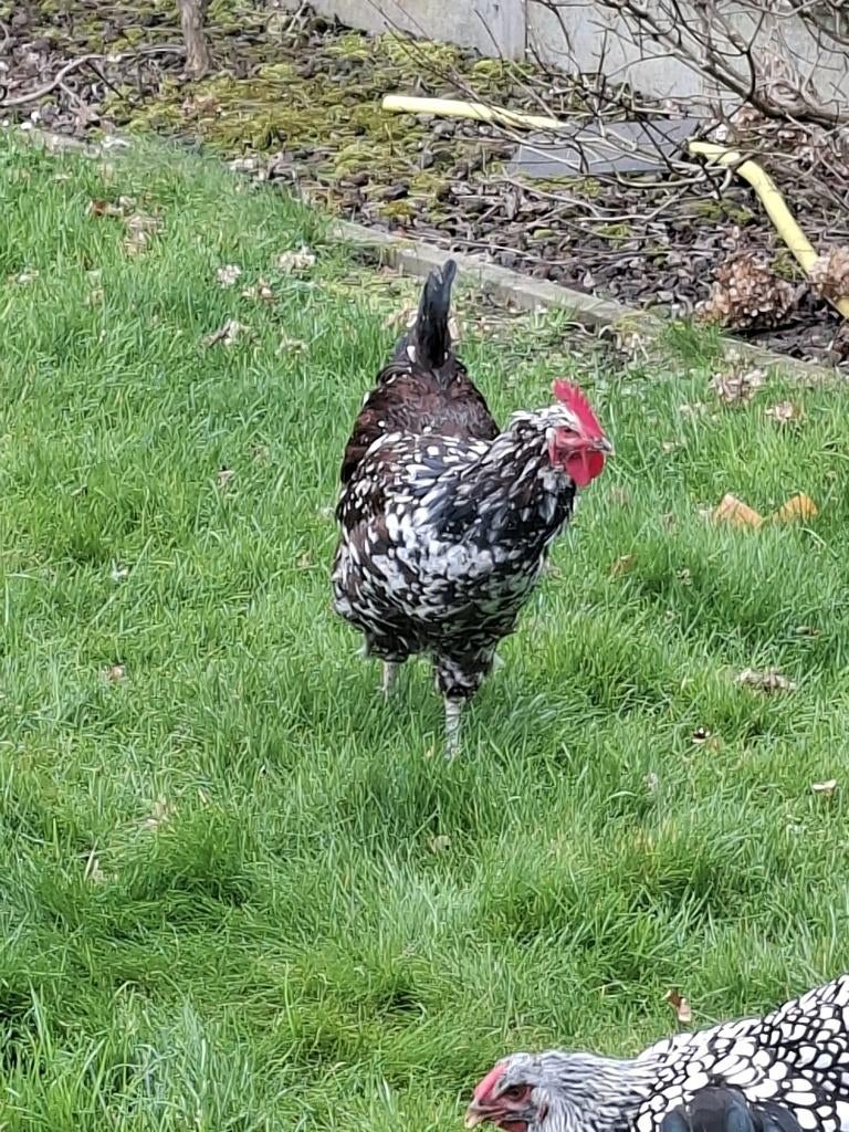 Sussex rood porselein, Mâle, Poule ou poulet