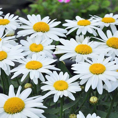 Leucantheum 'Maikoningin' of Margriet, Tuin en Terras, Ophalen, Zomer, Vaste plant, Volle zon