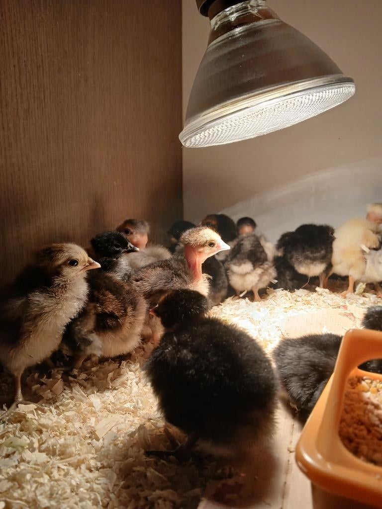 Naakthals, cou nu broedeieren en kuikentjes te koop, Dieren en Toebehoren