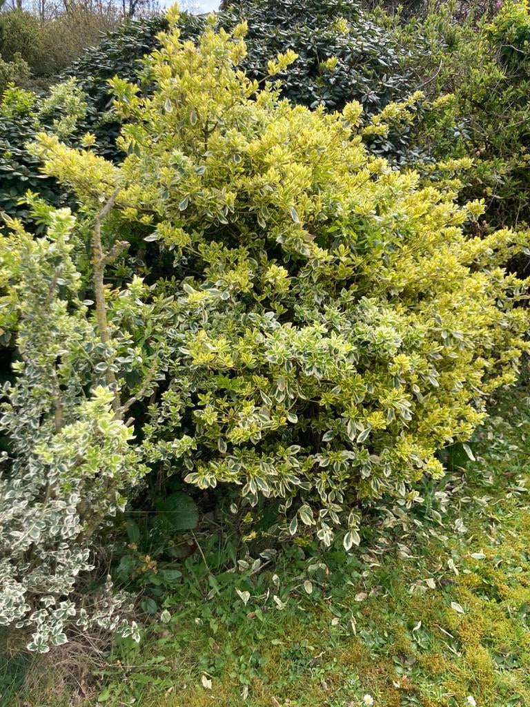 Japanse kardinaalmuts, Tuin en Terras, Planten | Struiken en Hagen, Ophalen, Struik