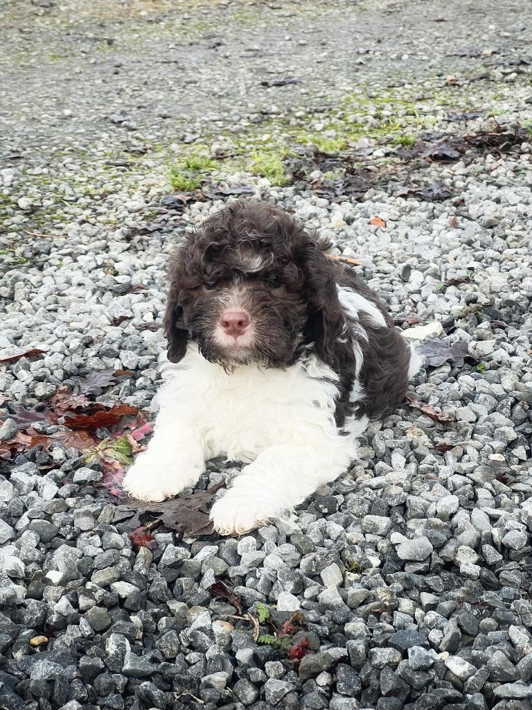 Labradoodle ? kies voor een Italiaanse waterhond, Parvo, België, Overige rassen, 8 tot 15 weken